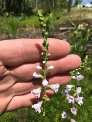 Physostegia angustifolia