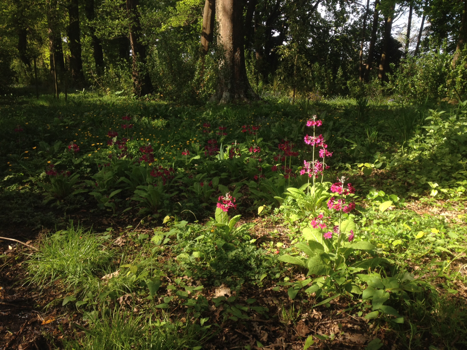 Image of Primula pulverulenta by (c) Jon Sullivan, some rights reserved (CC BY)
