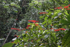 Warszewiczia coccinea