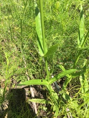 Physostegia angustifolia