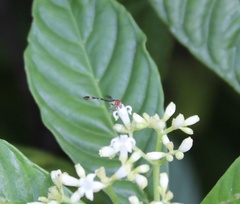 Fragosa