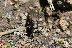 Cicindela oregona oregona