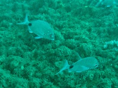 Diplodus capensis