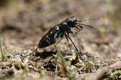 Cicindela oregona oregona