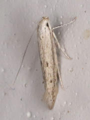 Haplochrois bipunctella