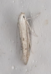 Haplochrois bipunctella