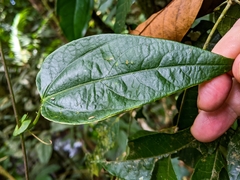 Passiflora oerstedii