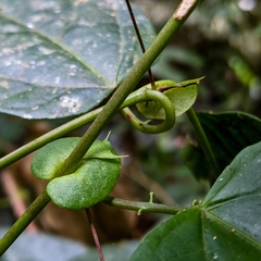 Passiflora oerstedii