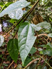 Passiflora oerstedii