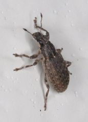 Sitona californius