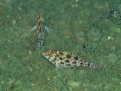 Cirrhitichthys oxycephalus