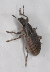 Sitona californius