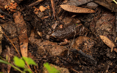 Pseudophryne bibronii