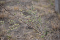 Asterohyptis stellulata