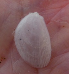 Image of Limaria hemphilli