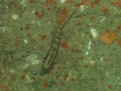 Blenniidae