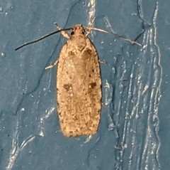 Agonopterix canadensis