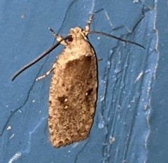 Agonopterix canadensis