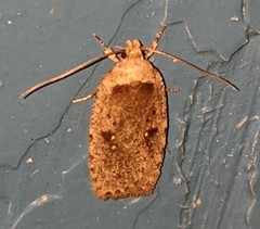 Agonopterix canadensis