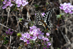 Papilio xuthus