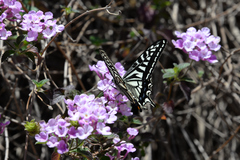 Papilio xuthus