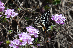 Papilio xuthus