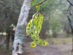 Mimosa ostenii