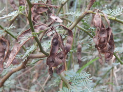 Mimosa ostenii