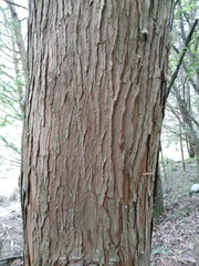 Chamaecyparis formosensis