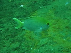 Chromis dasygenys