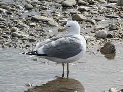 Larus californicus