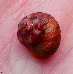 Calliostoma supragranosum