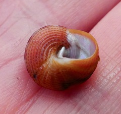 Calliostoma supragranosum