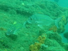 Rhabdosargus holubi