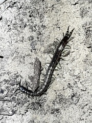 Scolopendra laeta