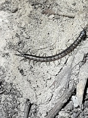 Scolopendra laeta