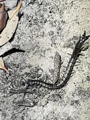Scolopendra laeta