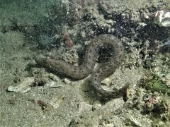 Congrogadus subducens