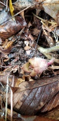 Asarum canadense reflexum