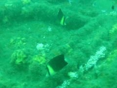 Chaetodon blackburnii