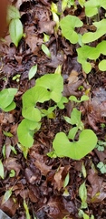 Asarum canadense reflexum