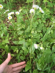 Erigeron philadelphicus philadelphicus