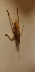 Belocephalus