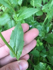 Erigeron philadelphicus philadelphicus
