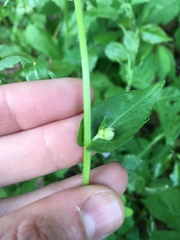 Erigeron philadelphicus philadelphicus