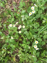 Erigeron philadelphicus philadelphicus