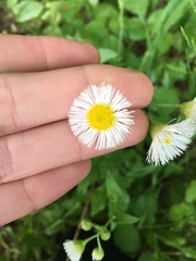 Erigeron philadelphicus philadelphicus