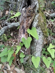 Aristolochia kaempferi