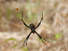 Argiope argentata