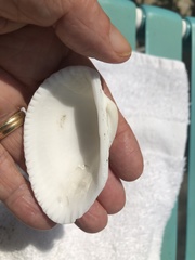 Anadara secticostata